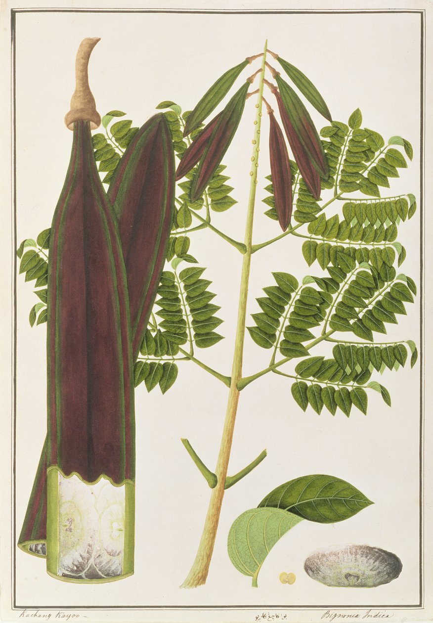 Mitternachtsschrecken, aus Zeichnungen von Pflanzen aus Malakka, ca. 1805-18 von Chinese School
