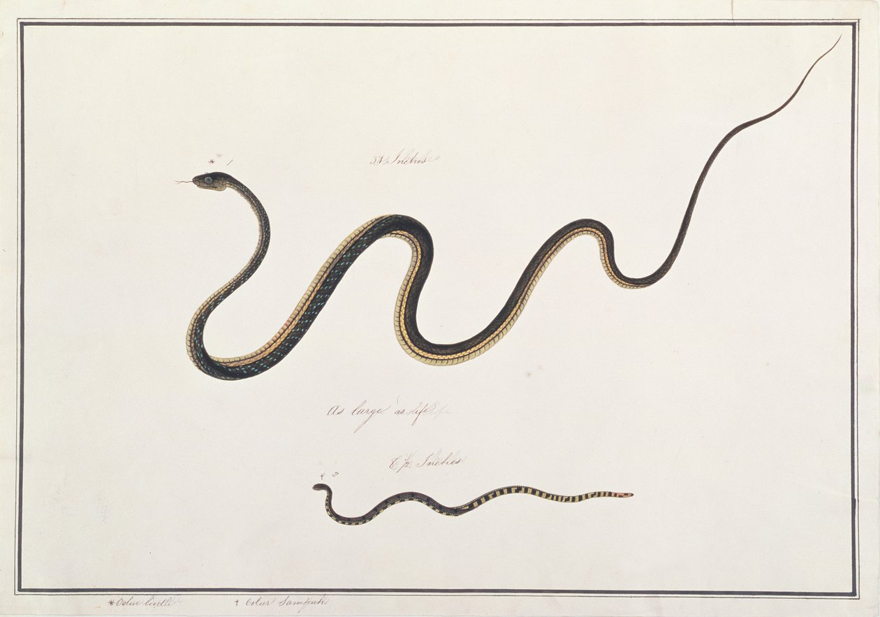 Gemalter Bronzeback mit Banded Malayan Coral Snake, aus Zeichnungen von Tieren, Insekten und Reptilien aus Malakka, um 1805-18 von Chinese School