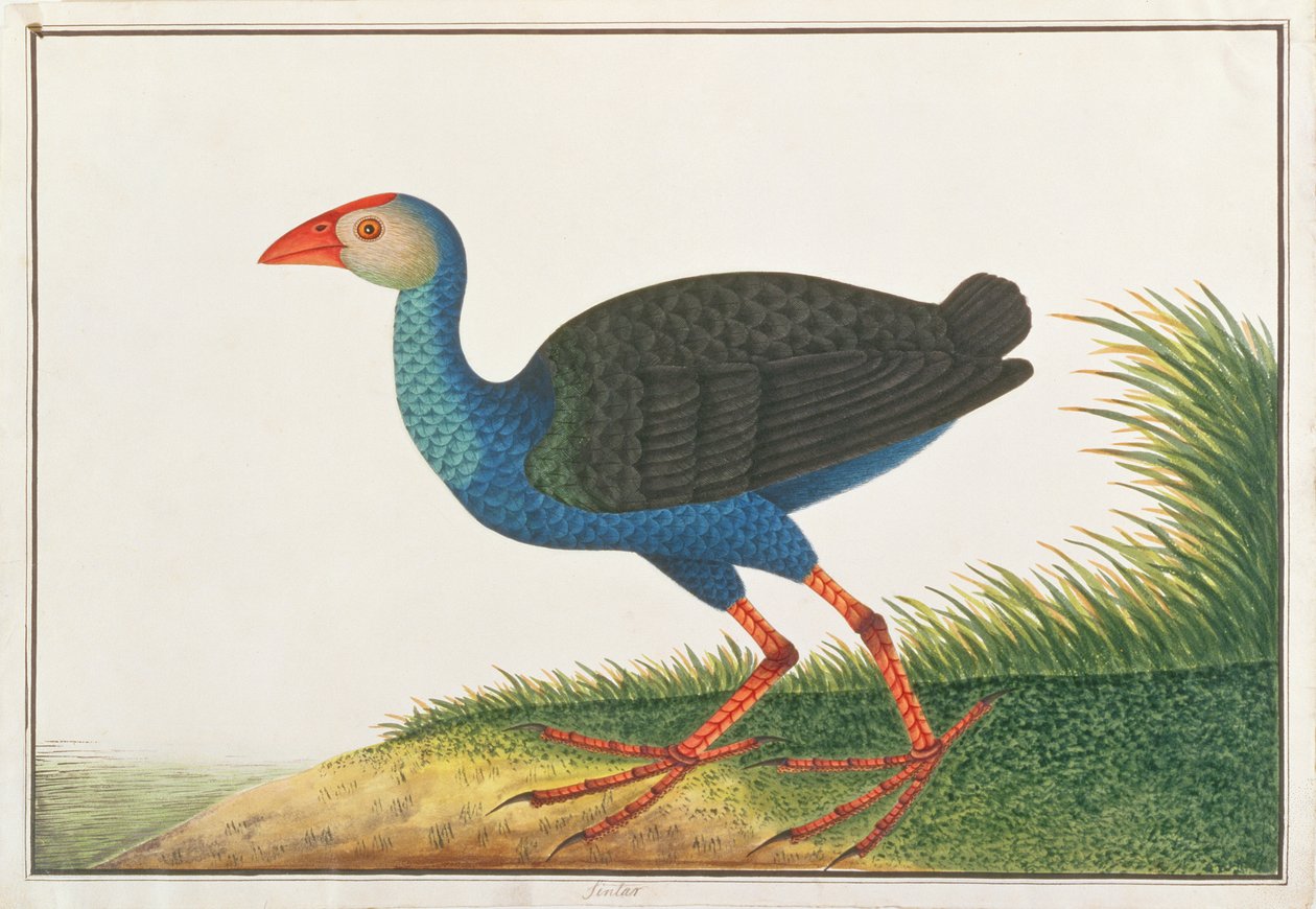 Purpurhuhn, aus Zeichnungen von Vögeln aus Malakka, ca. 1805-18 von Chinese School