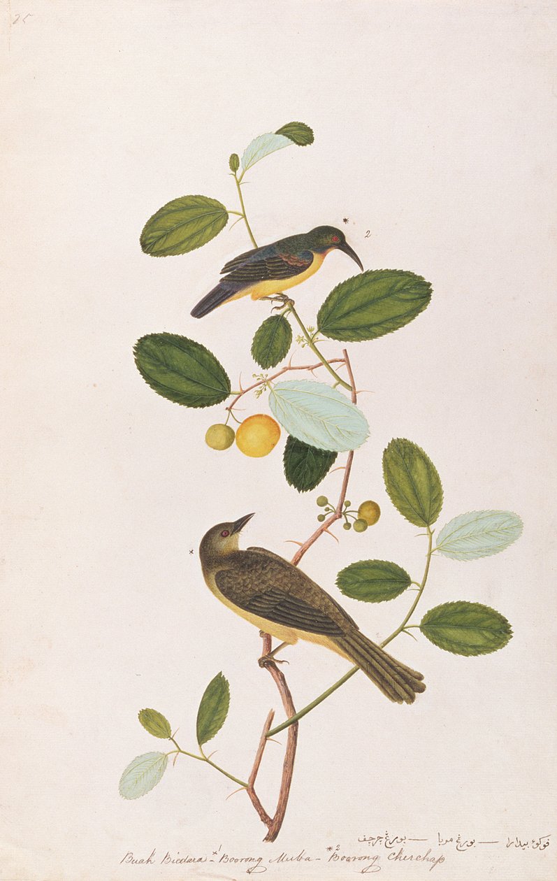 Rotkehl-Nektarvogel und Rotaugenbülbül, aus Zeichnungen von Vögeln aus Malakka, ca. 1805-18 von Chinese School
