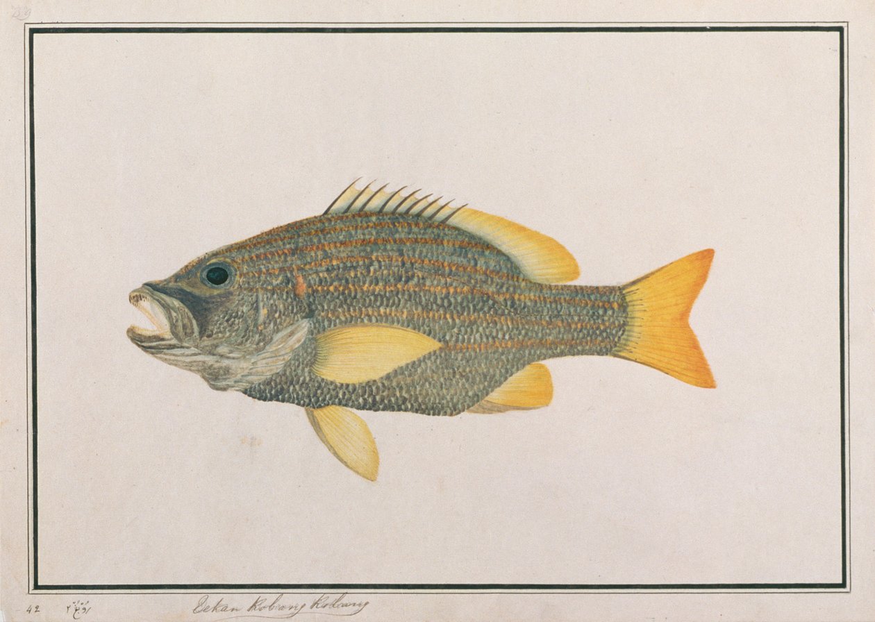 Spanische Flaggen-Schnapper, aus Zeichnungen von Fischen von Malakka, ca. 1805-18 von Chinese School