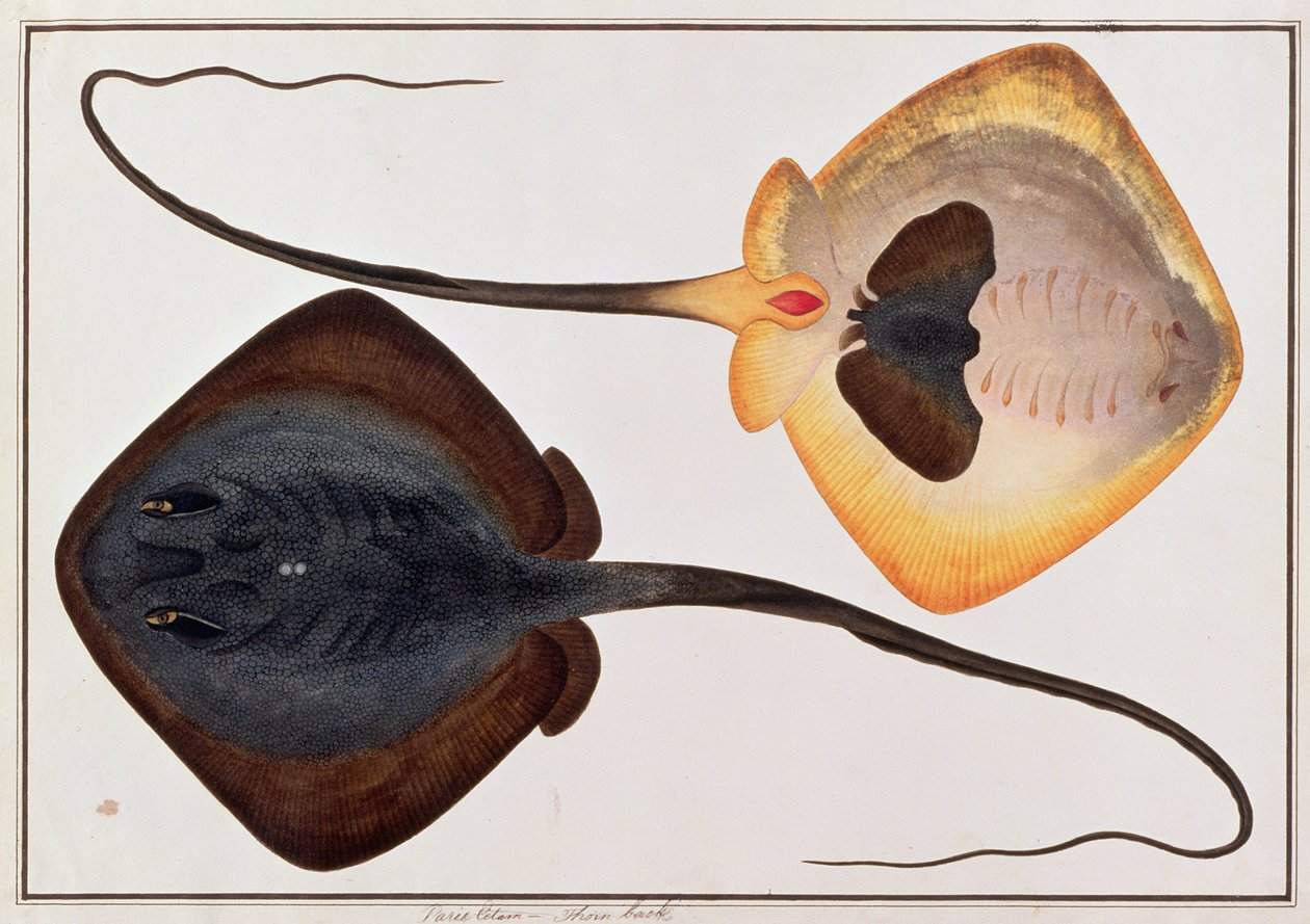 Thorn Back Fish, Parie Eetam, aus Zeichnungen von Fischen aus Malakka, ca. 1805-18 von Chinese School