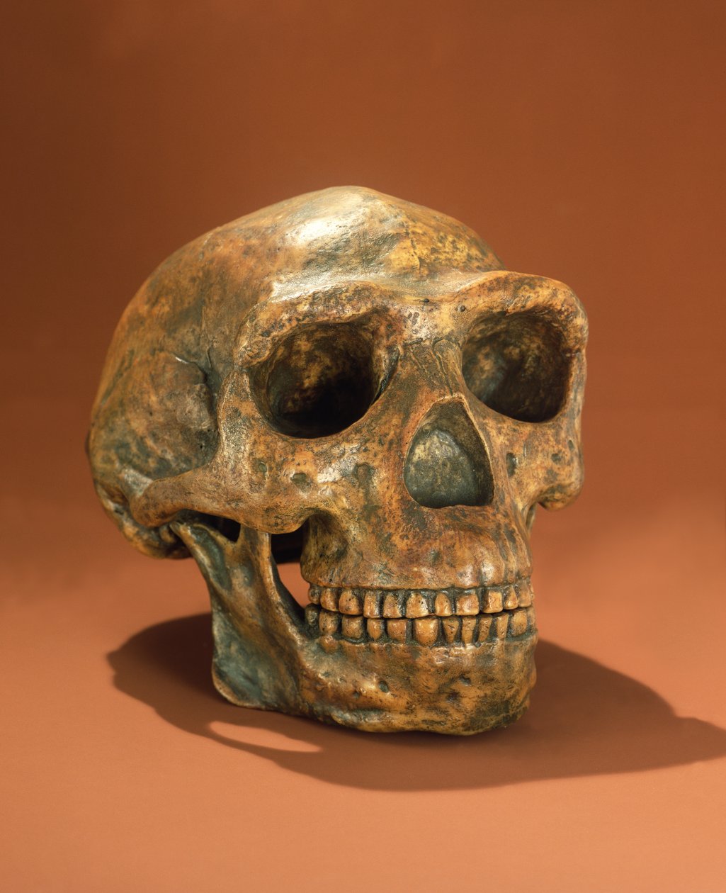 Rekonstruierter Schädel des Peking-Menschen, Höhle Choukoutien von Chinese School