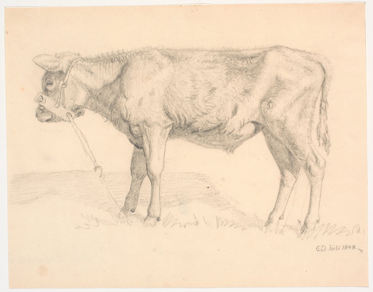 Ein Stierkalb von Christen Dalsgaard
