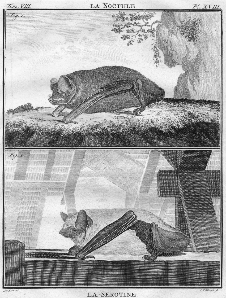 La Noctule & La Serotine, um 1763 von Christian Friedrich Fritzsch