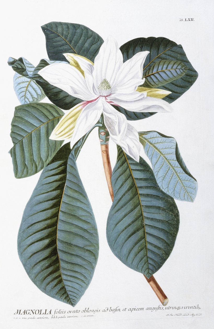 Magnolie, 1750-1773 von Christoph Jacob Trew