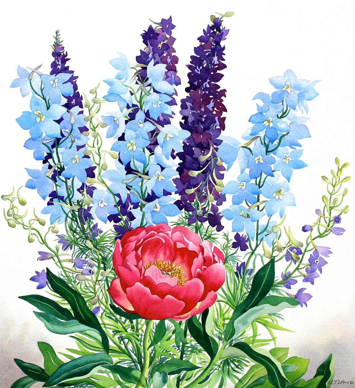 Blaue Delphinien von Christopher Ryland