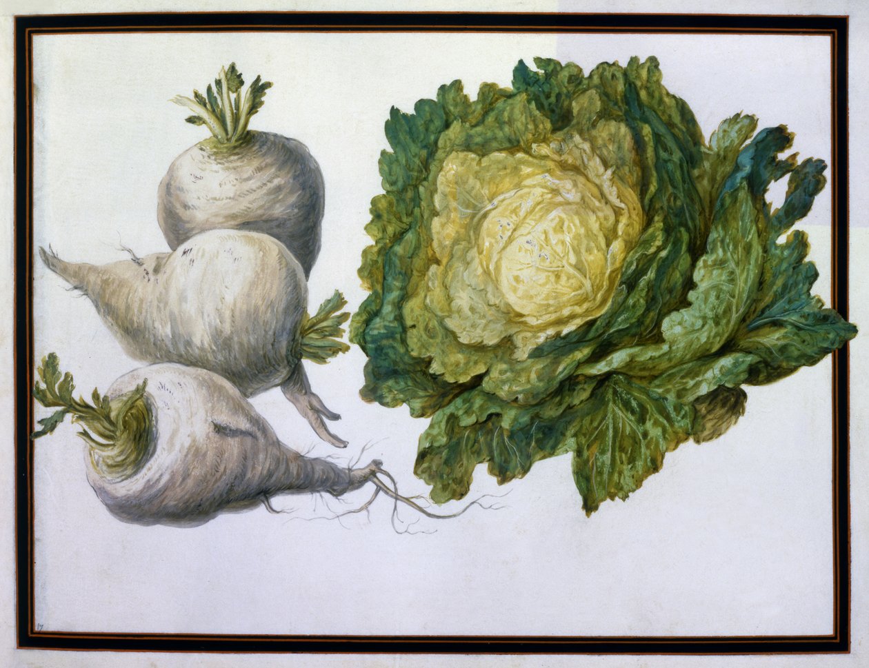 Rübe, Kohl von Claude Aubriet