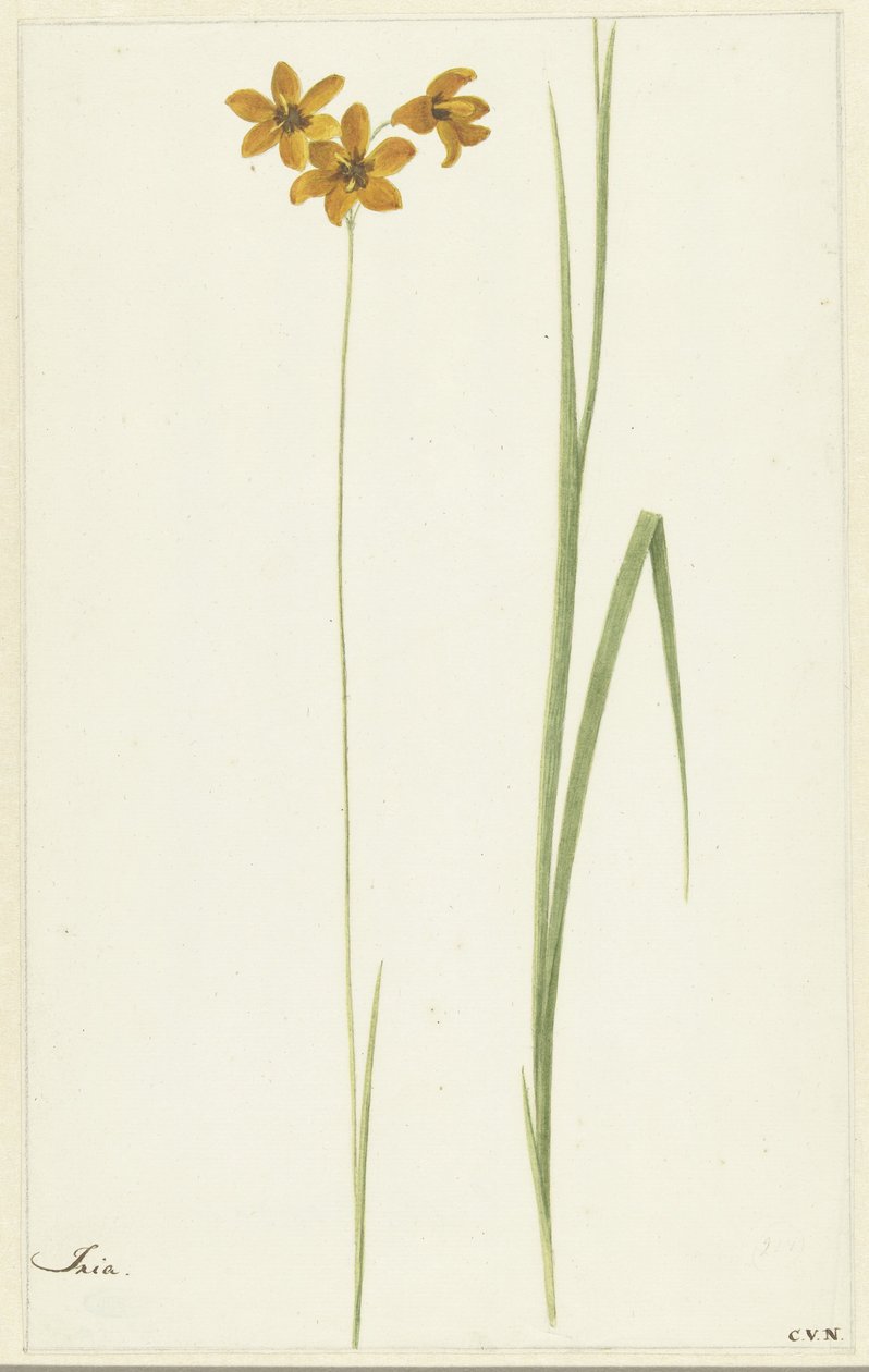 Ixia von Cornelis van Noorde
