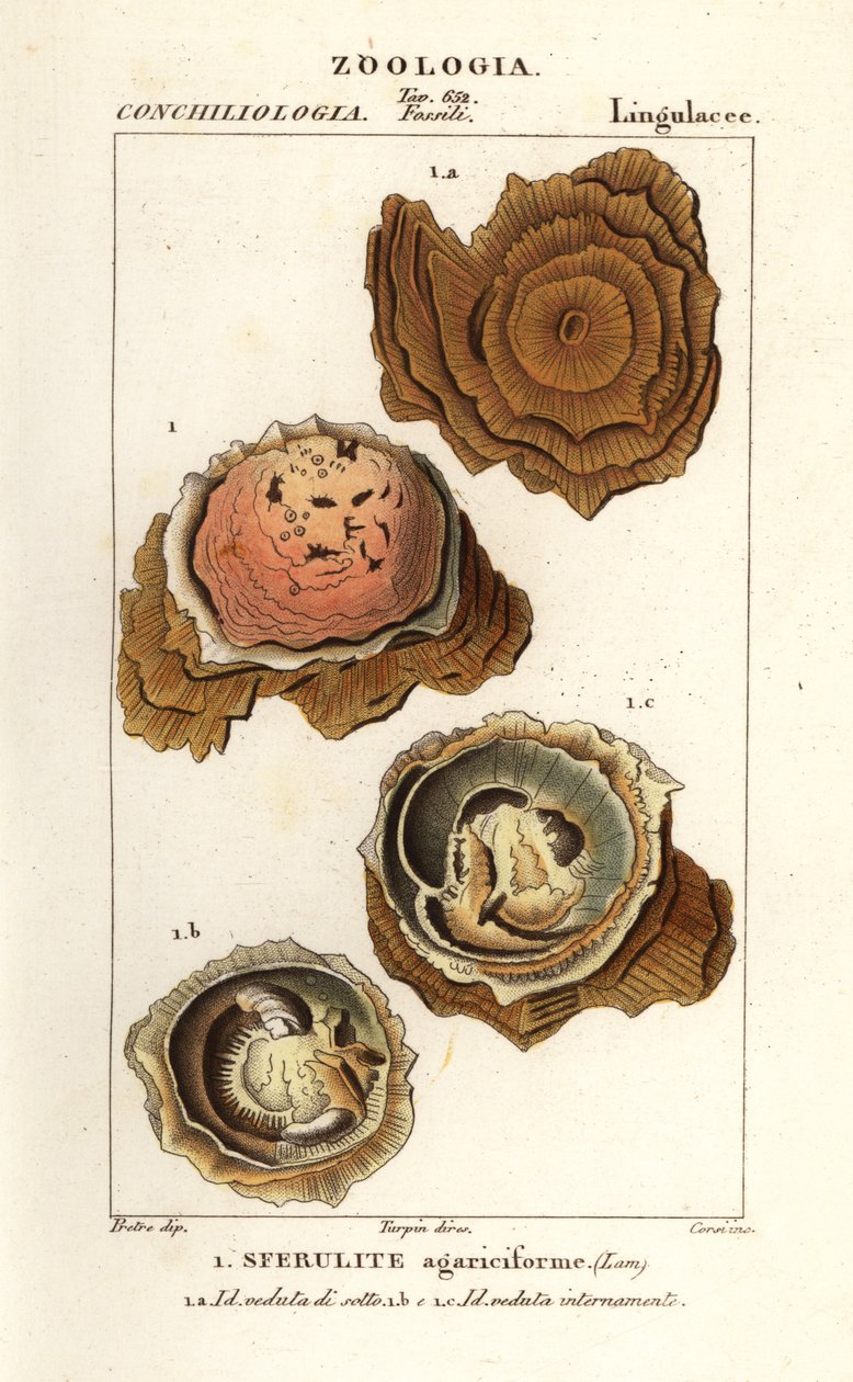 Spherulites agariciformis von Corsi Corsi
