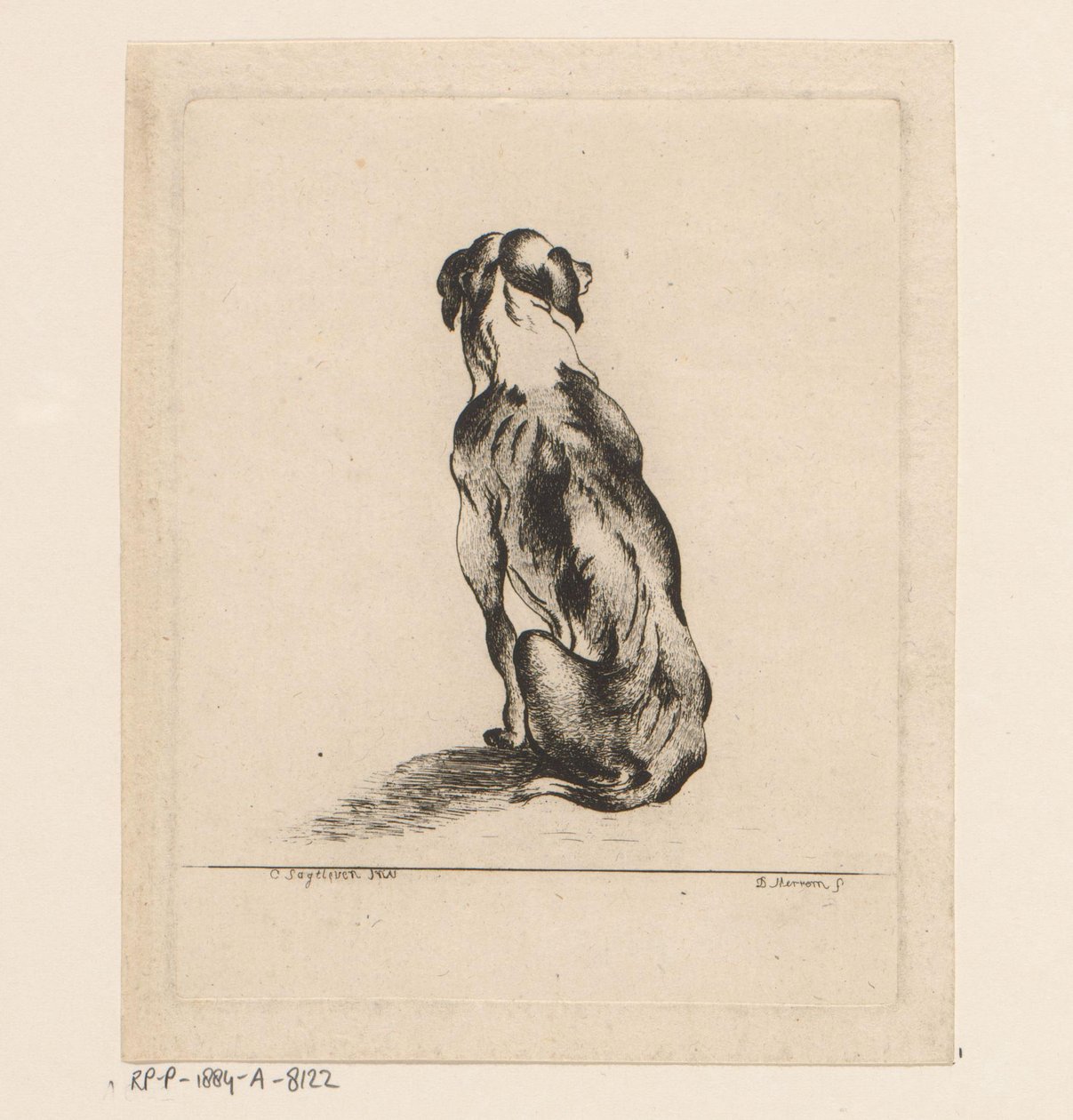 Sitzender Hund von hinten gesehen von D. Merrem