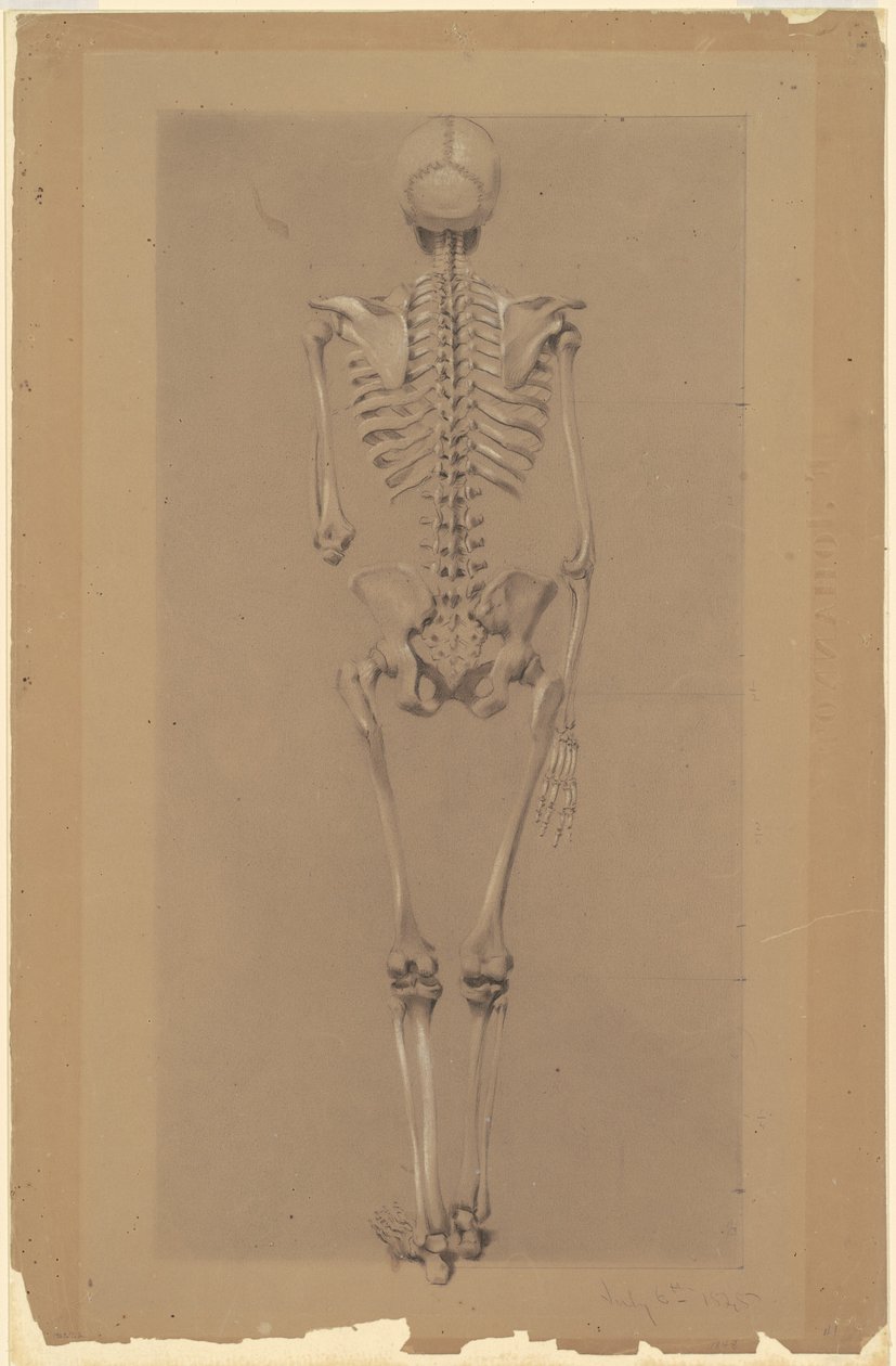 Rückansicht eines Skeletts von Daniel Huntington