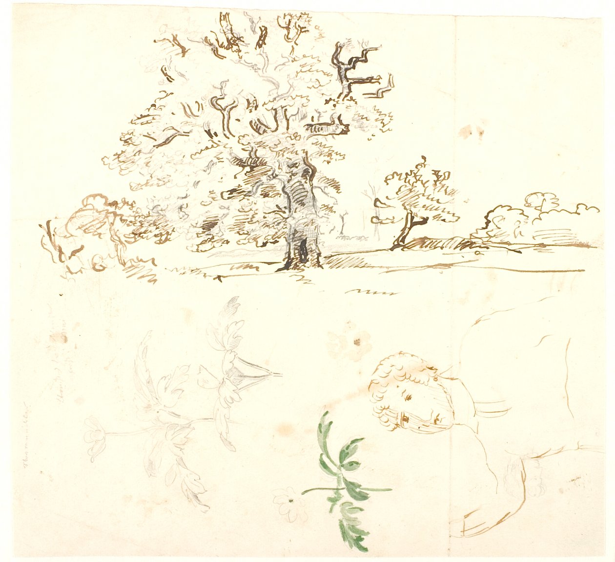 Studien von Eiche, Ranunkelblättern u.a. von Dankvart Dreyer