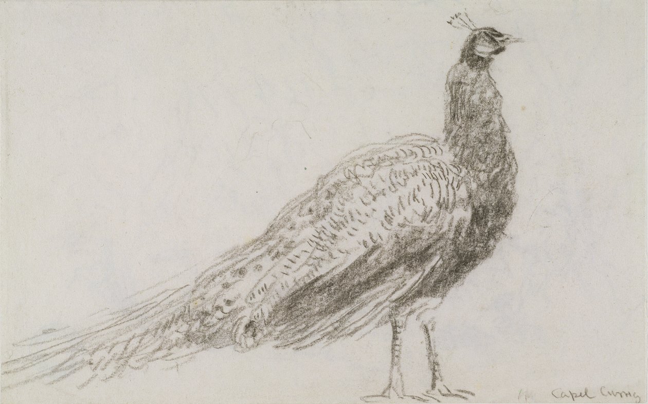 Pfau in Capel Curig, ca. 1845 von David Cox