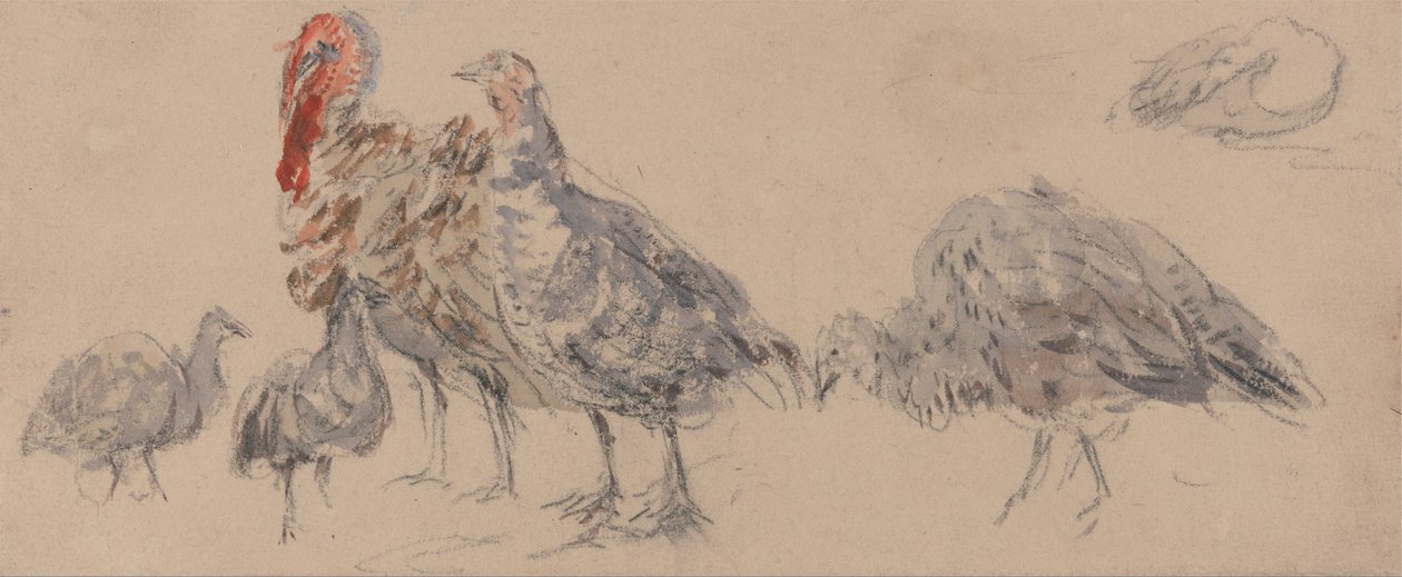 Studie von Truthähnen von David Cox