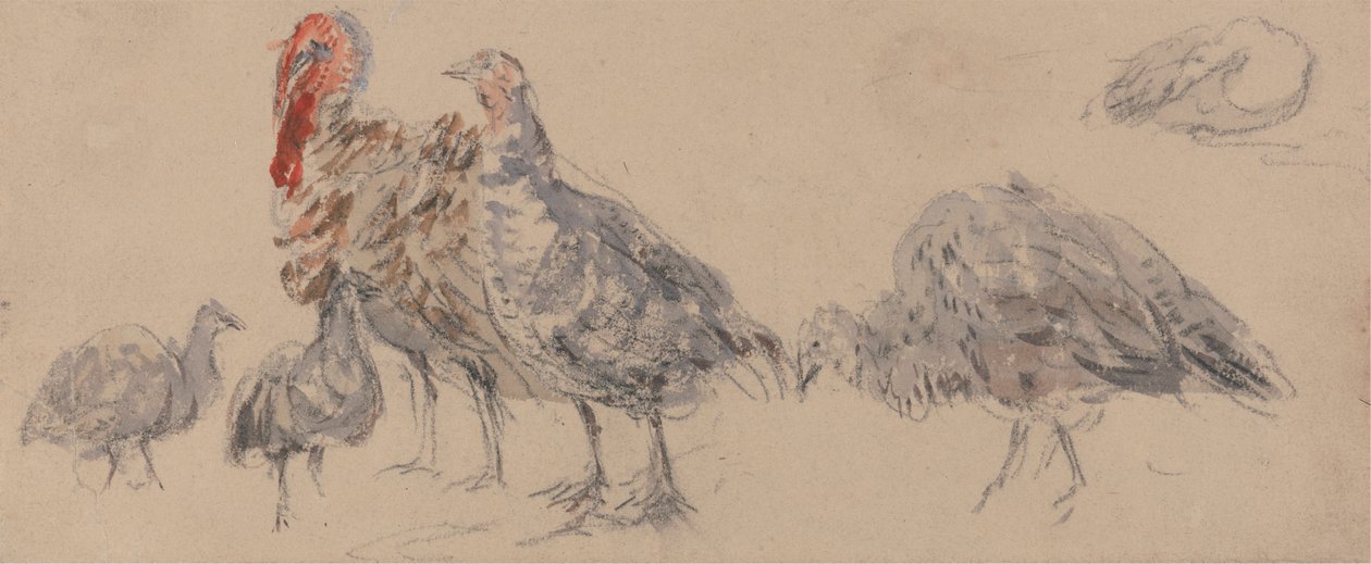 Studie von Truthähnen von David Cox