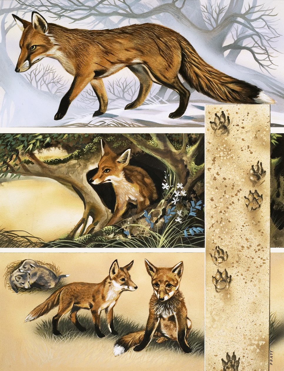 Der Fuchs von David Pratt