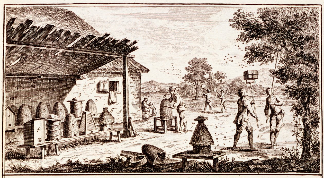 Imkerei, aus dem Wörterbuch der Wissenschaften (Detail) von Denis Diderot