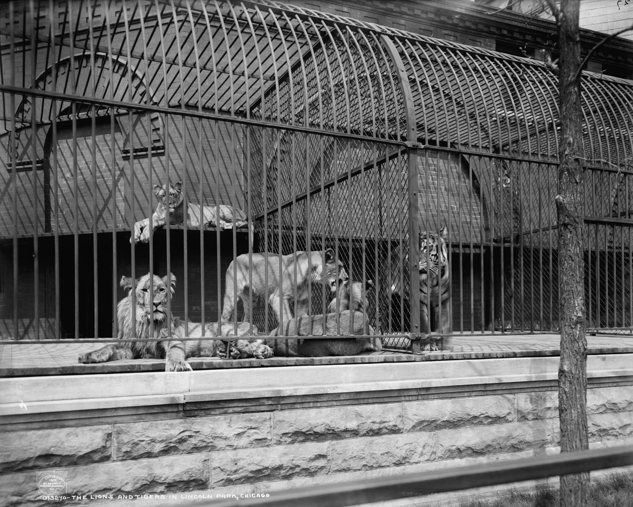 Die Löwen und Tiger im Lincoln Park, Chicago, ca. 1901 von Detroit Publishing Co.