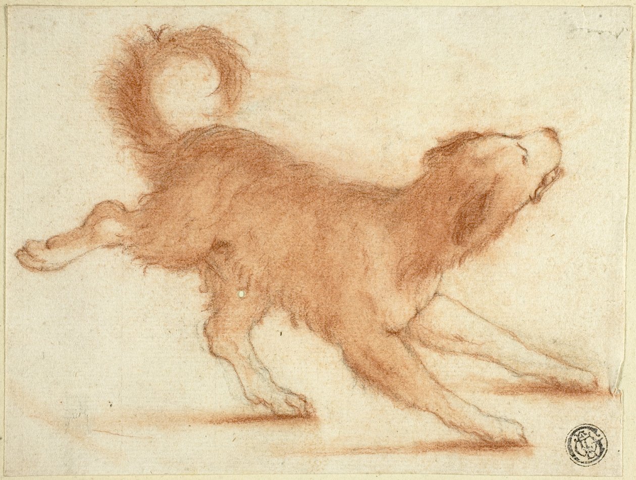 Knurrender Hund bereit zum Sprung von Dirk Valkenburg