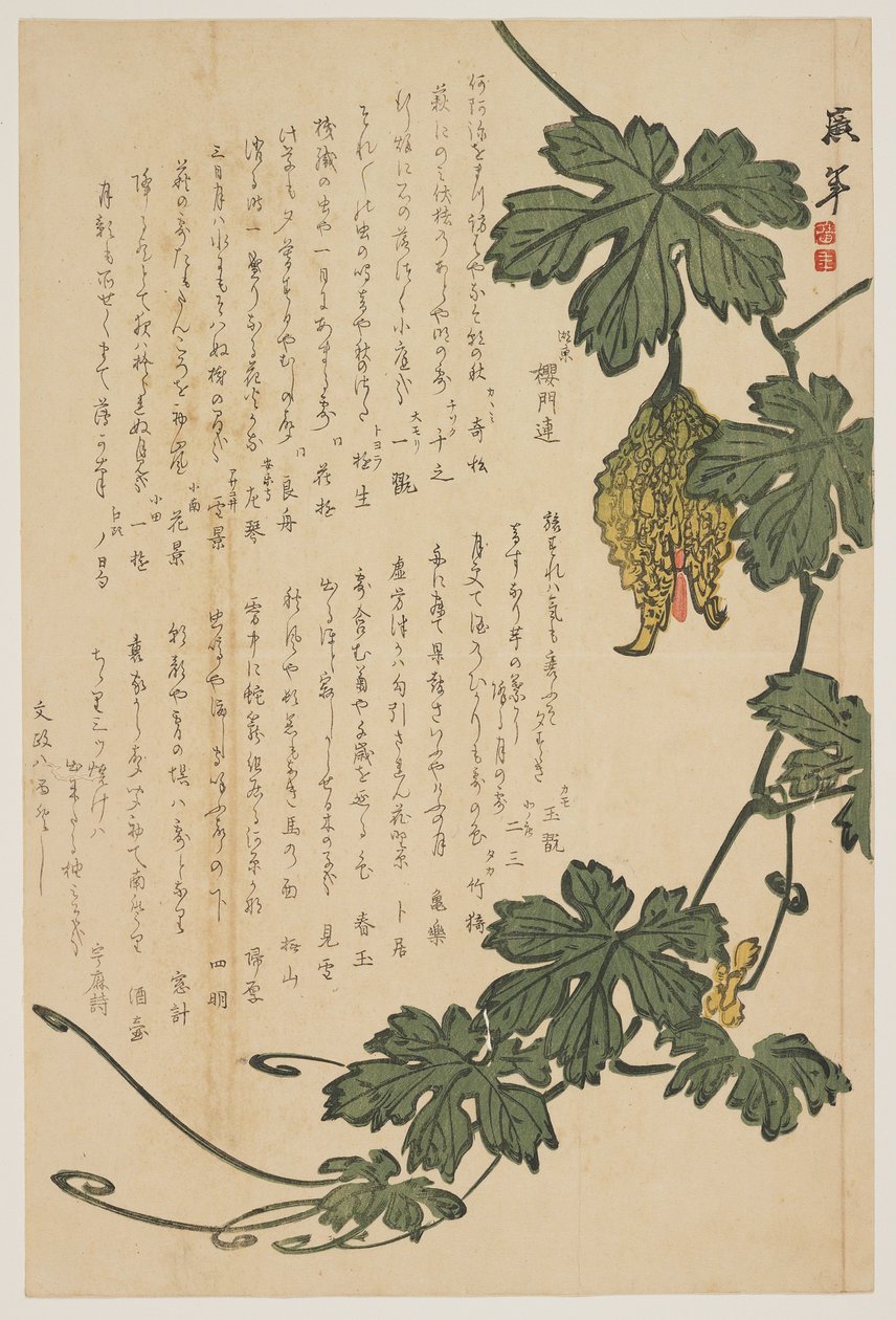 Bittermelone, 1825 von Dodo Hirotoshi