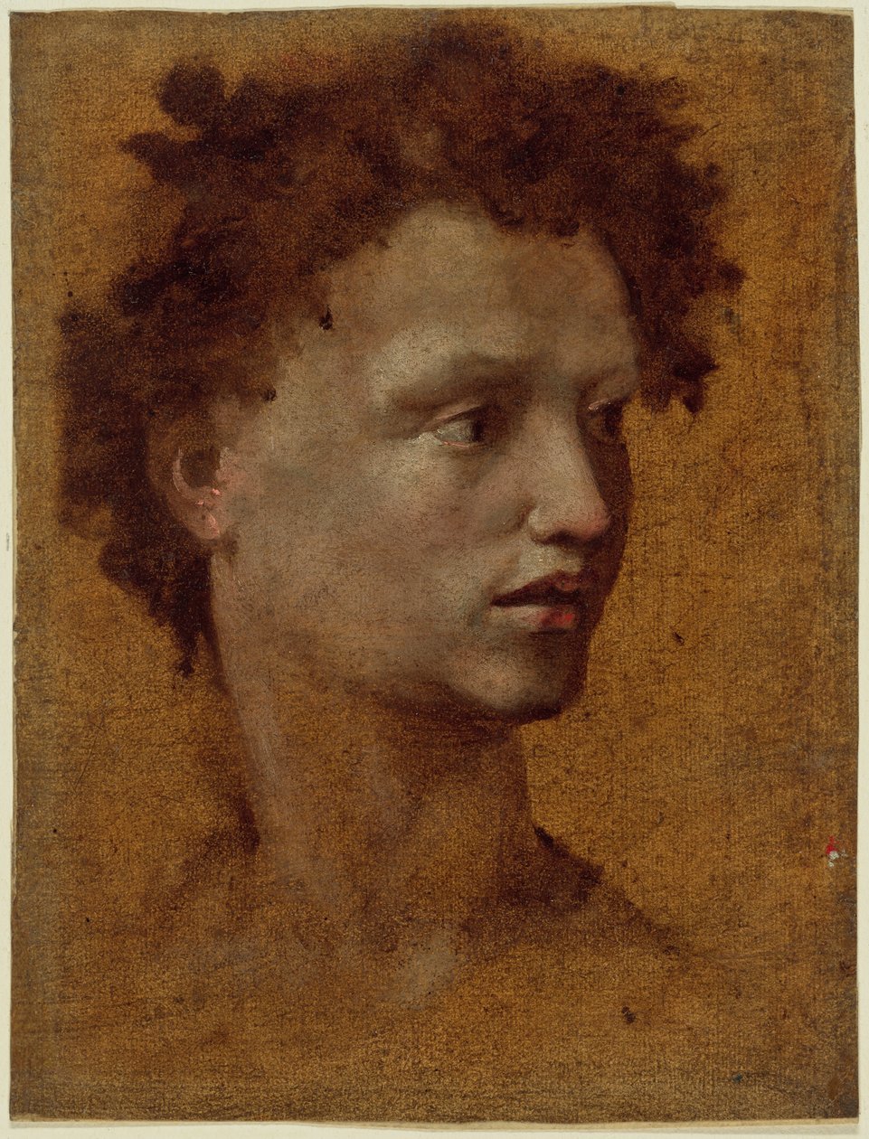 Kopf eines Jugendlichen von Domenico Beccafumi