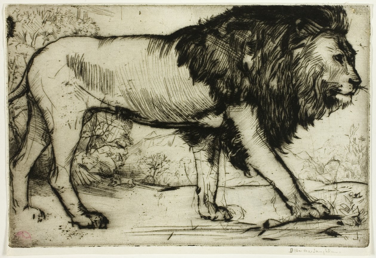 Ein Löwe von Donald Shaw MacLaughlan