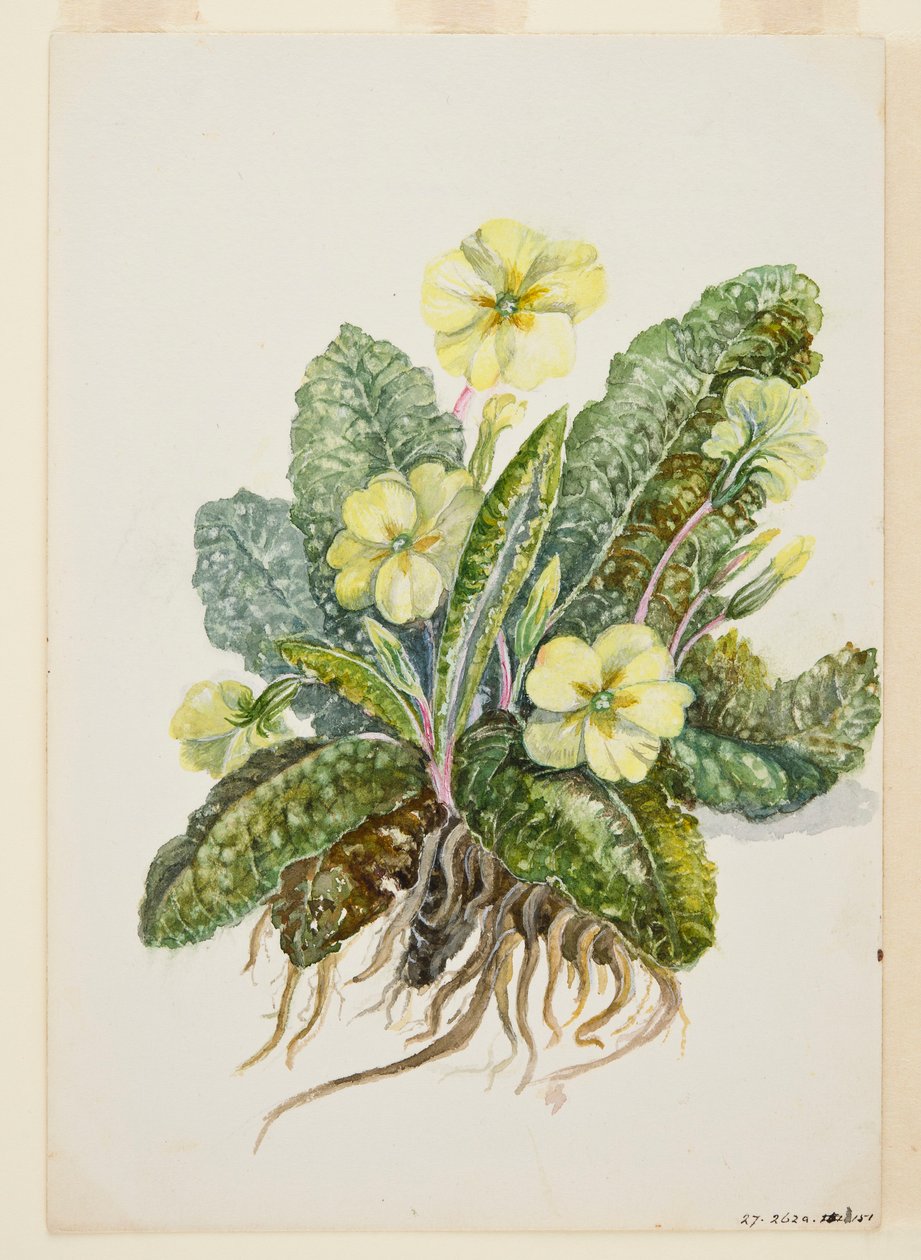 Primula vulgaris Huds (Primel), um 1920er von EF Crowley