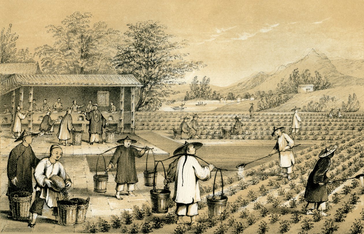 Kultur und Zubereitung von Tee, China von E Gilks