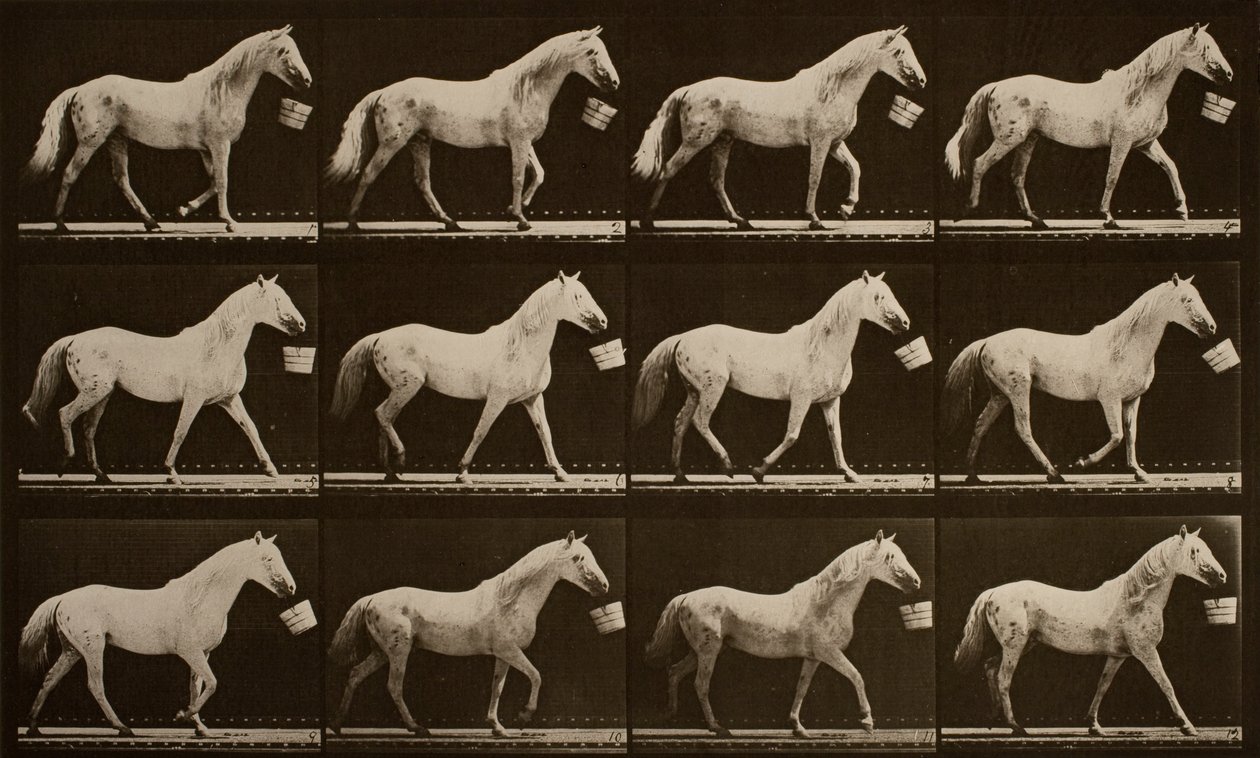 Mit einem Eimer im Maul gehend; hellgraues Pferd, Adler von Eadweard Muybridge