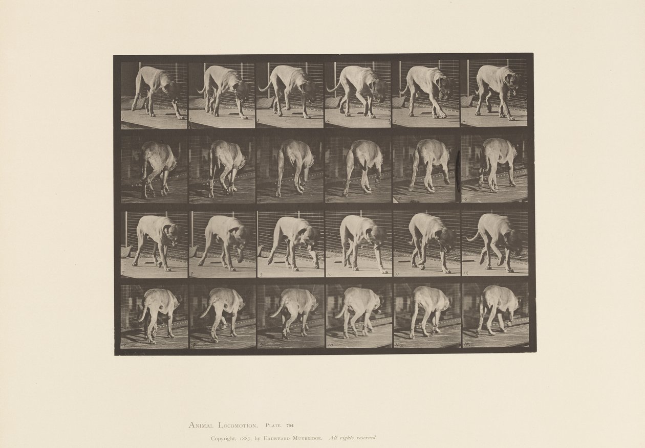 Tafel 704. Hund; Laufend; Mastiff von Eadweard Muybridge