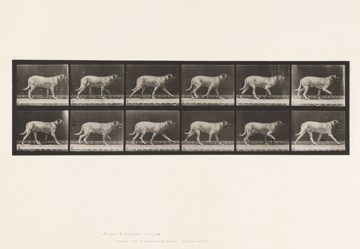 Tafel 706. Hund; Trabend; Mastiff von Eadweard Muybridge