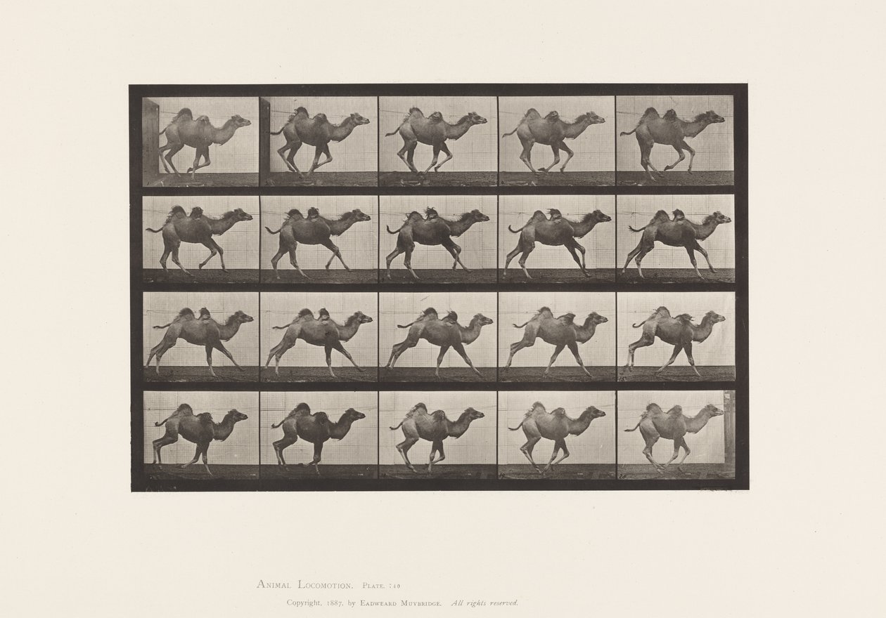 Platte 740. Baktrisches Kamel; (Jung), Galoppieren von Eadweard Muybridge