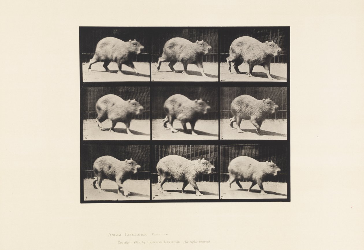 Tafel 746. Capybara; Gehend von Eadweard Muybridge