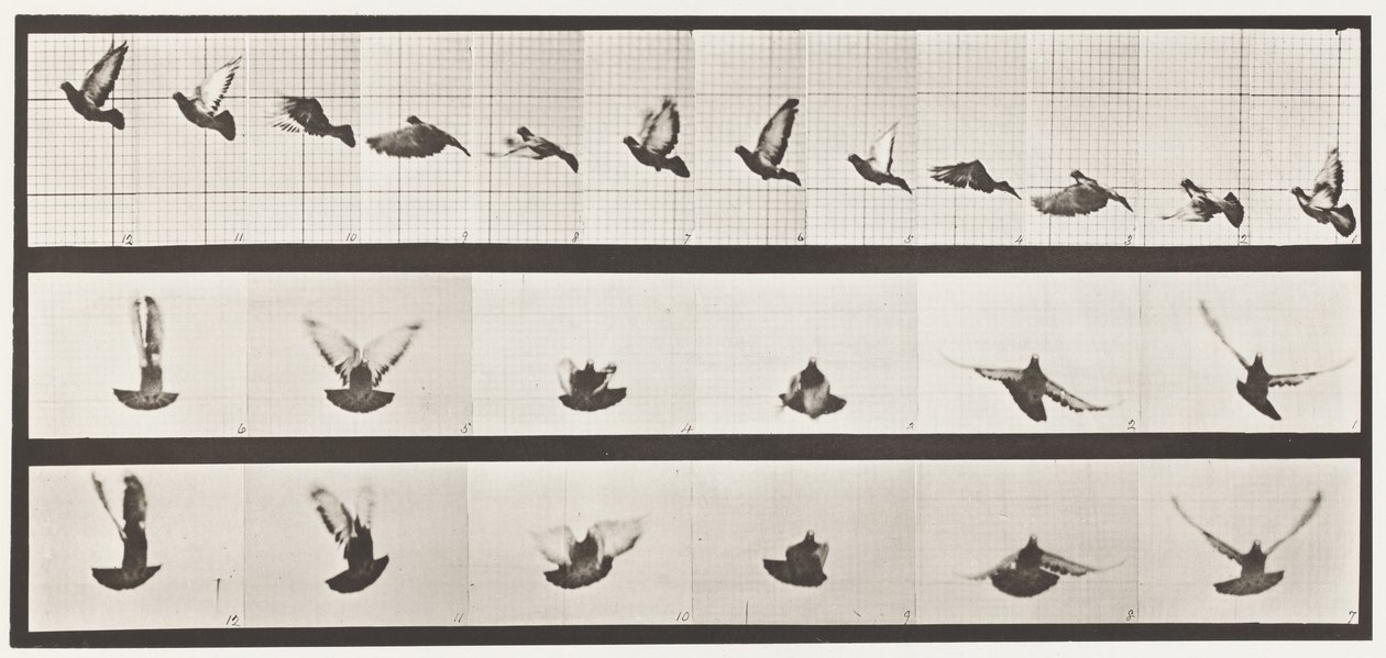 Tafel 755. Taube; fliegend von Eadweard Muybridge