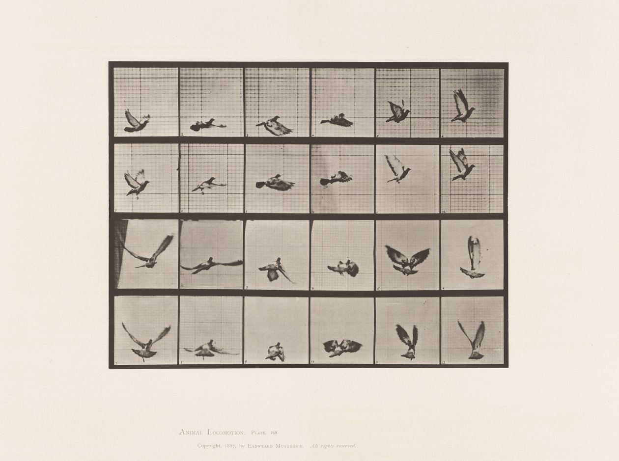 Tafel 757. Taube; Fliegend von Eadweard Muybridge