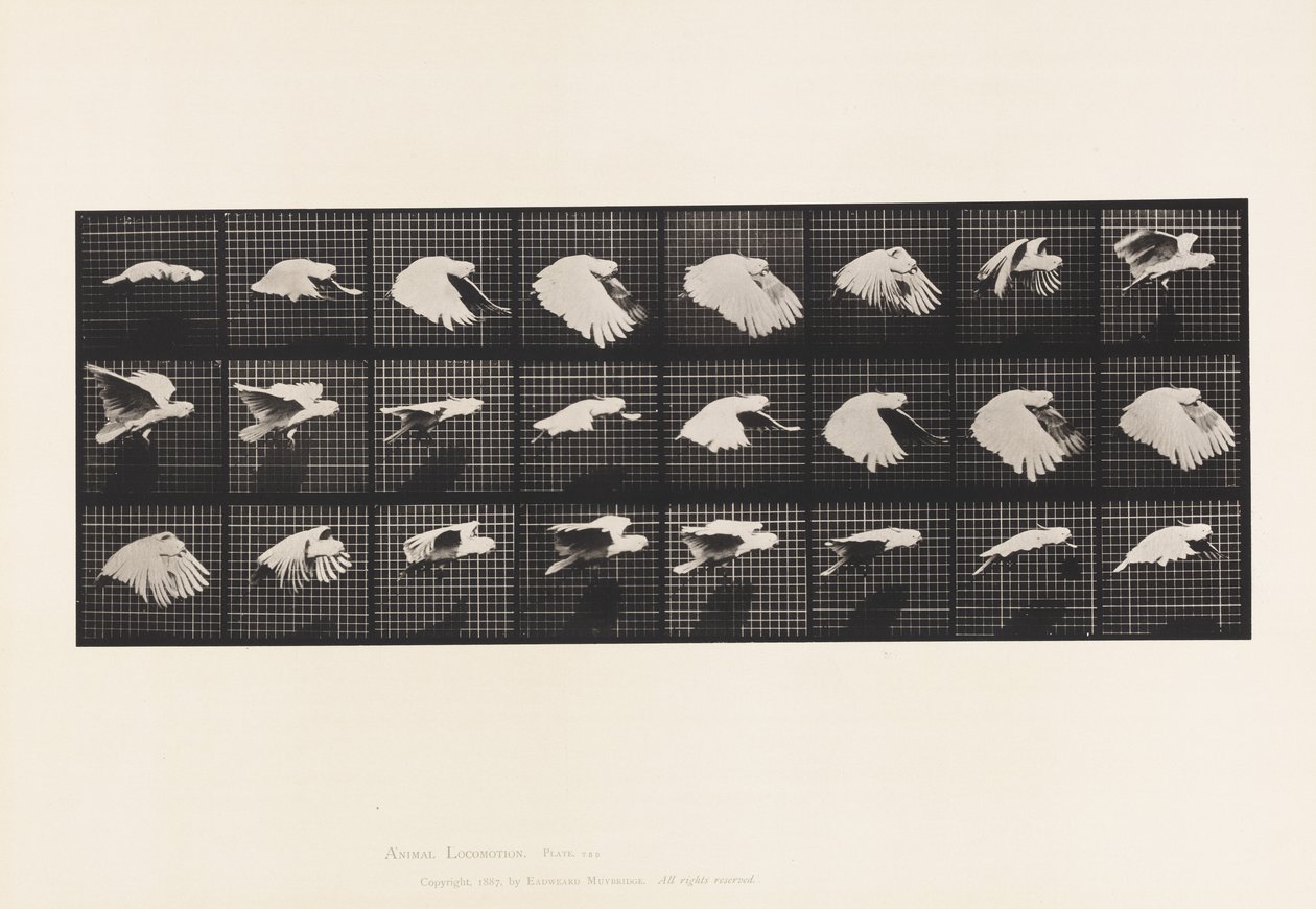 Tafel 759. Kakadu; Fliegend von Eadweard Muybridge