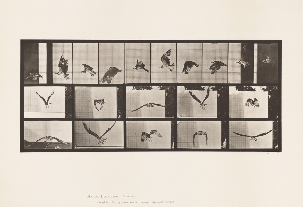Tafel 764. Fischadler; fliegend von Eadweard Muybridge