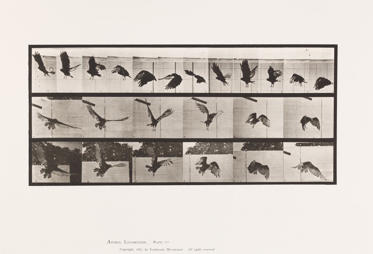 Tafel 767. Geier; Fliegend von Eadweard Muybridge