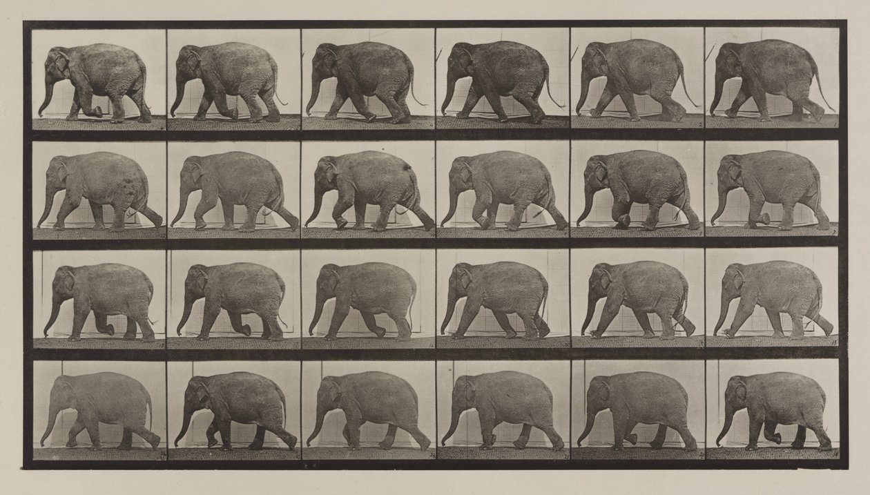 Tafel Nummer 733. Elefant im Gehen von Eadweard Muybridge