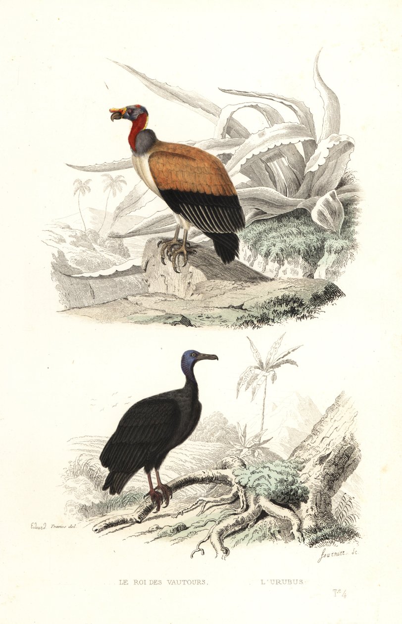 Königsgeier und Truthahngeier von Edouard (after) Travies