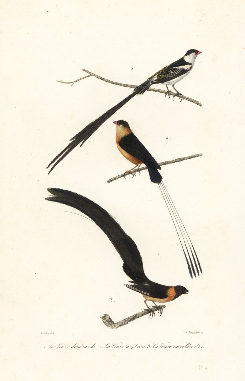 Witwen-Vögel von Edouard (after) Travies