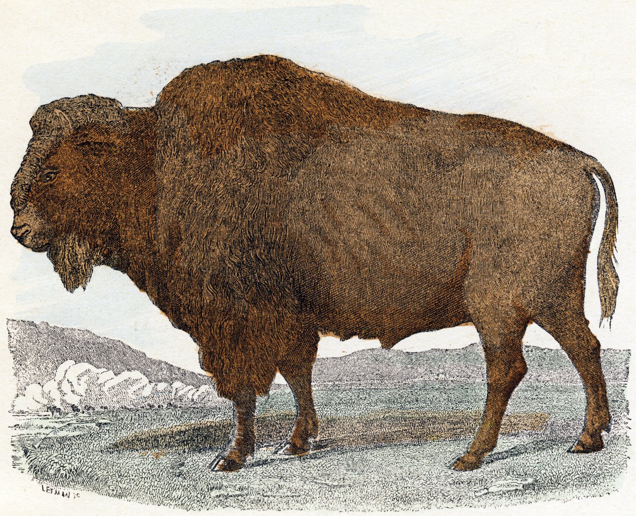 Bison aus 