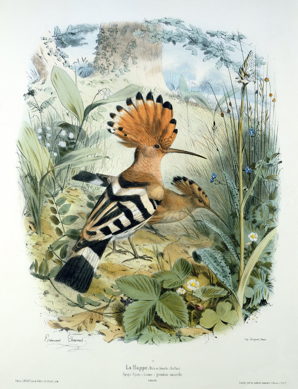 Wiedehopf (Upupa Epops) von Edouard Travies