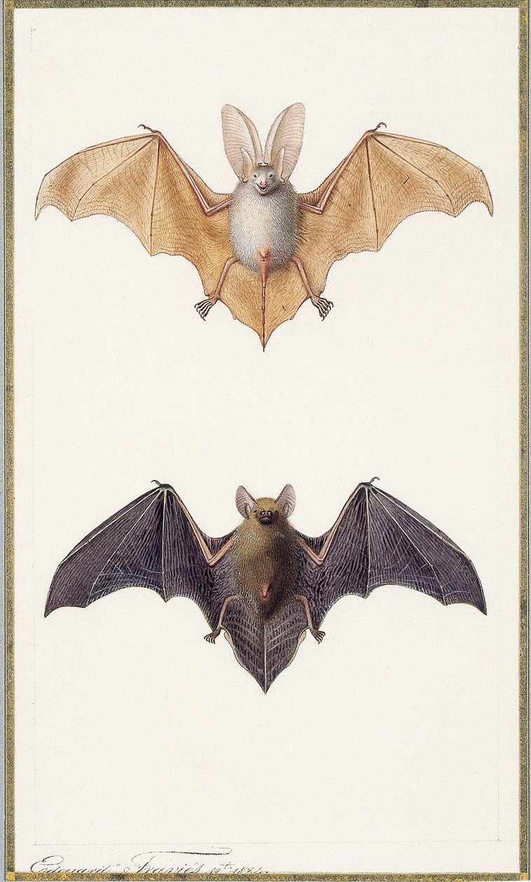 Langohrfledermaus und eine gewöhnliche Fledermaus, 1834 von Edouard Travies