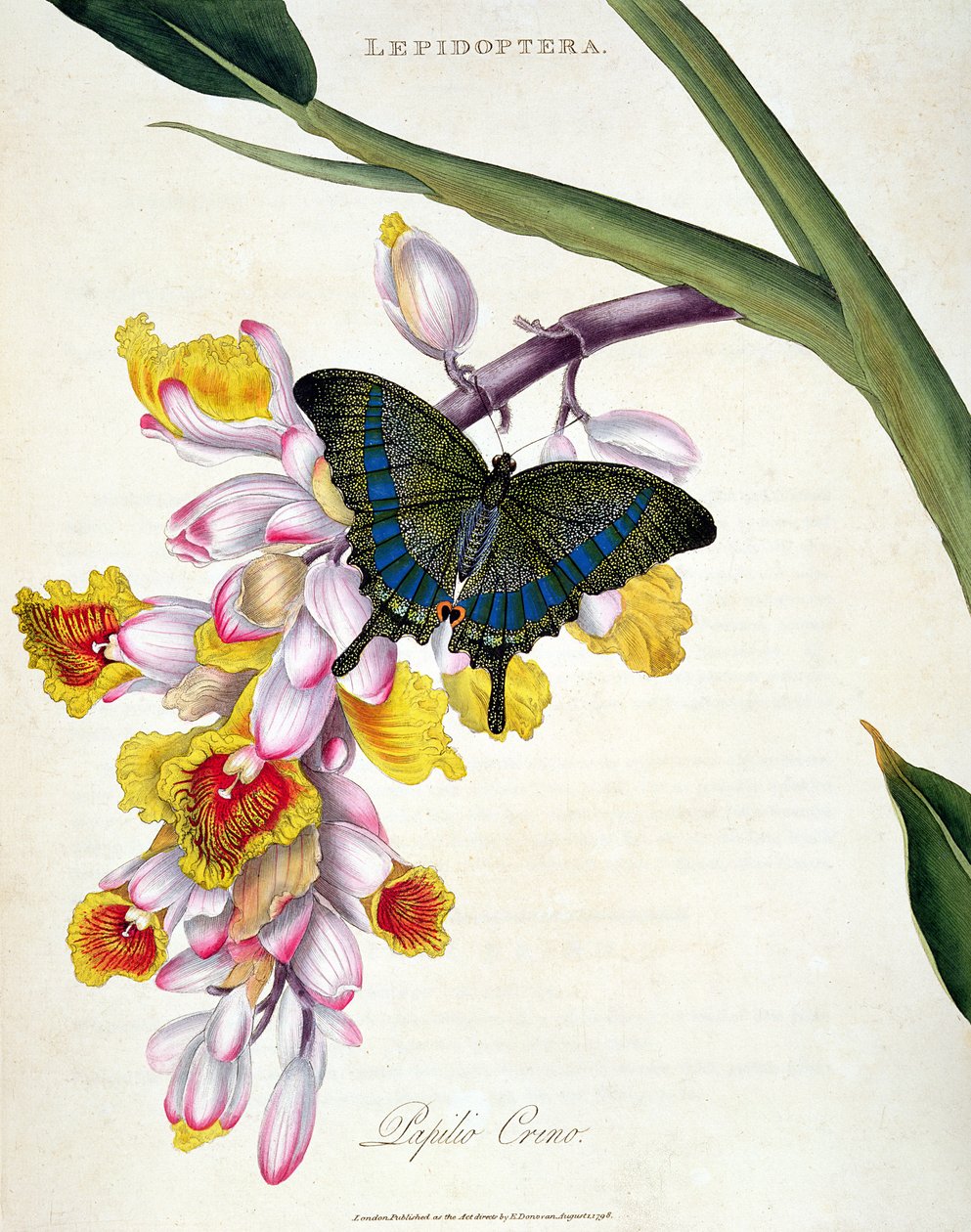 Schmetterling: Papilo Crino, veröffentlicht vom Künstler, 1798 von Edward Donovan