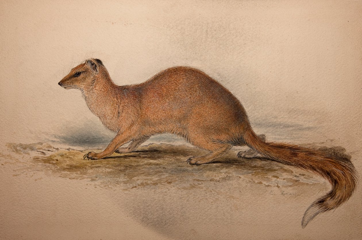 Cynictis steedmanii, ca. 1835 von Edward Lear