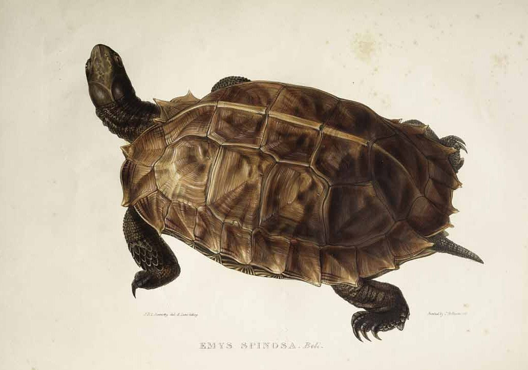Stachelige Schildkröte von Edward Lear