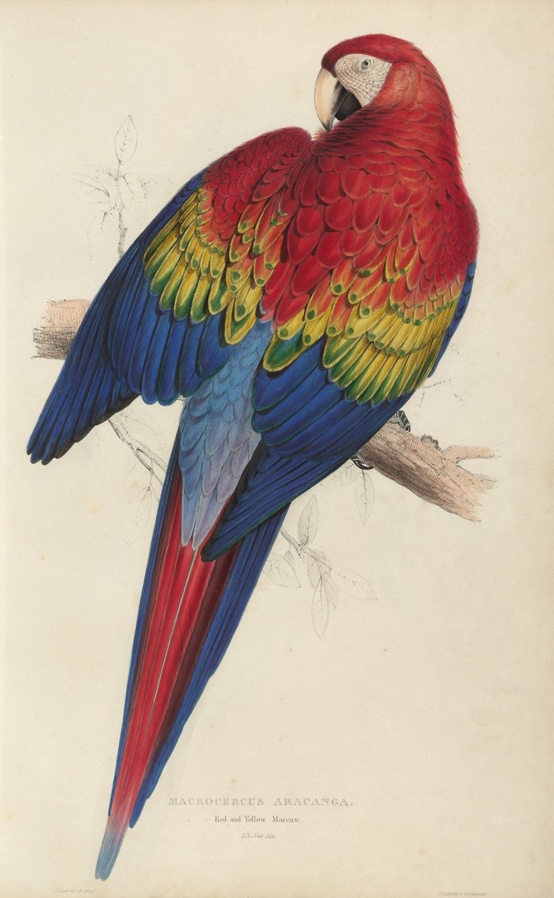 Illustrationen der Familie der Psittacidae oder Papageien, Tafel 7 von Edward Lear
