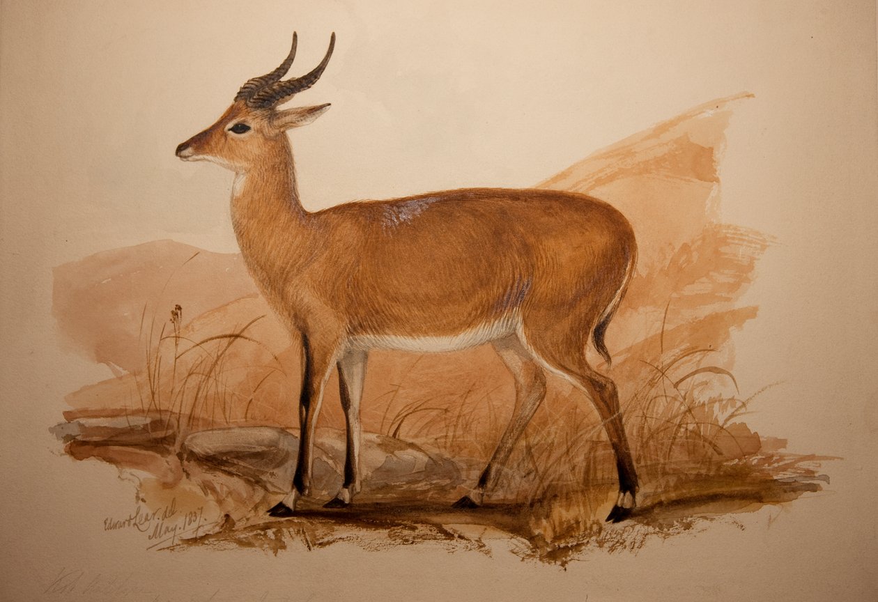 Kob-Antilope, 1837 von Edward Lear